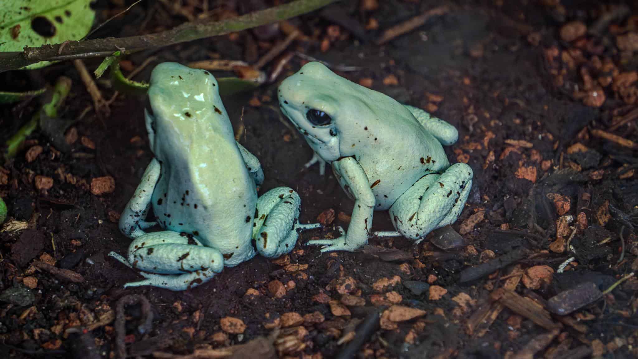 Two frogs sitting on top of dirt and leaves