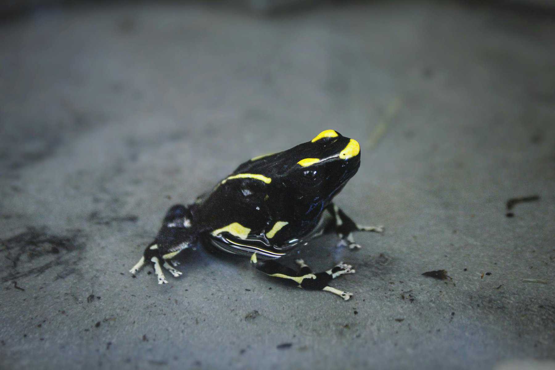 Vibrant Harlequin Poison Dart Frog on Rock Surface