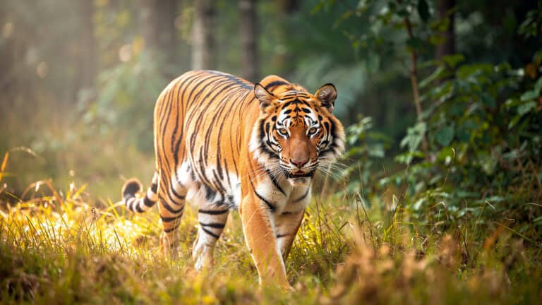 35 Amazing Facts About Tigers and Their Survival