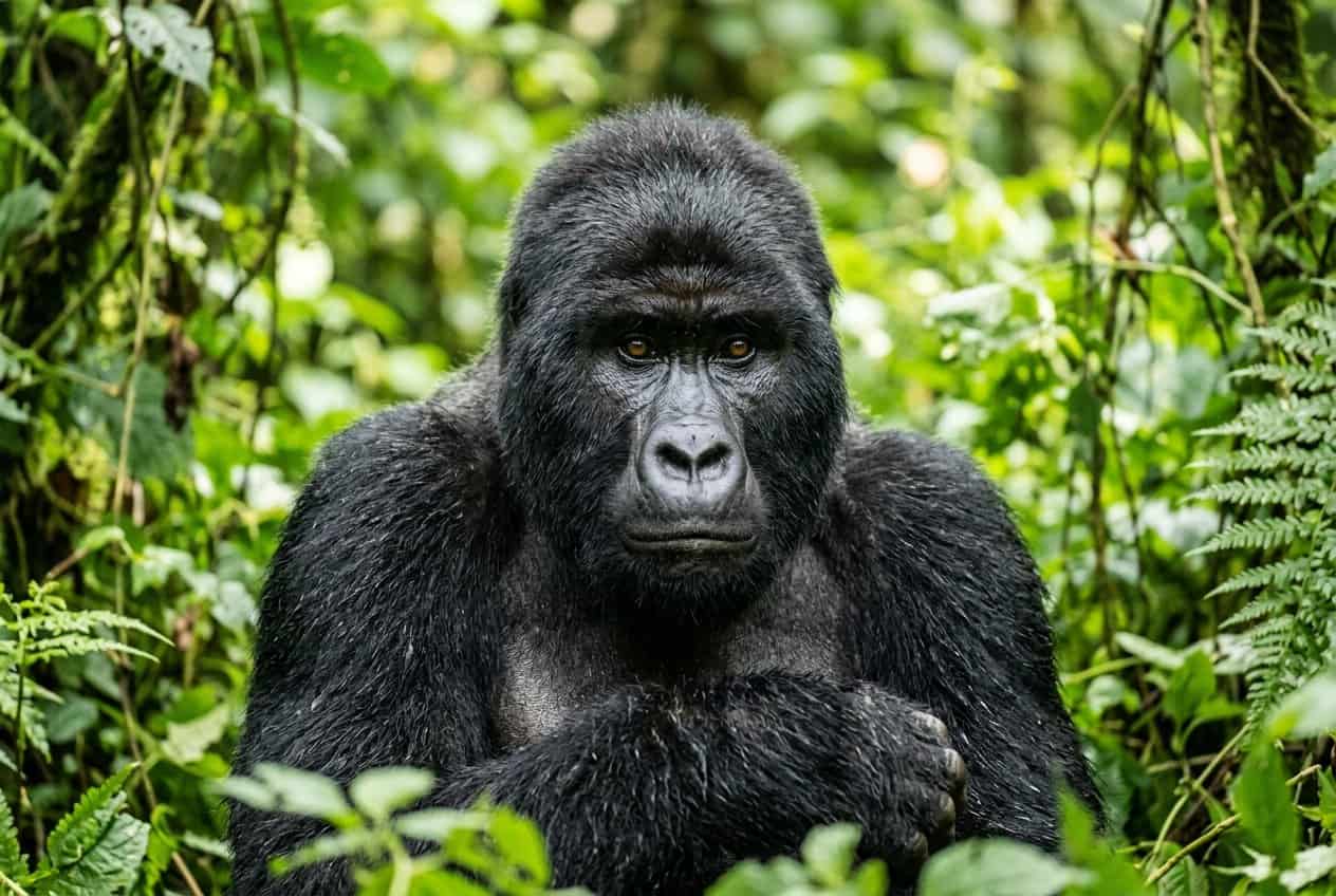 Close-up of a gorilla in a green jungle looking directly at the camera.