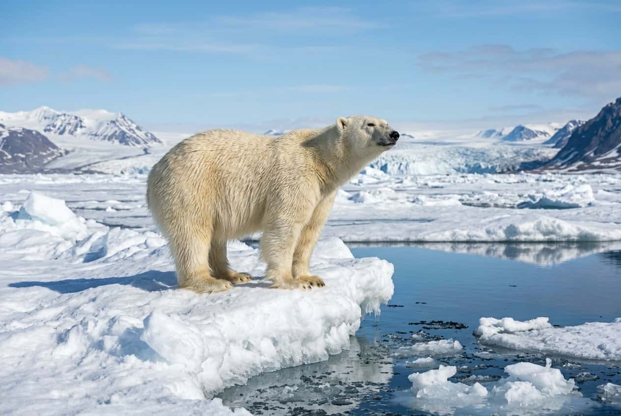 A polar bear standing on an ice floe in the Arctic with snow, ice, and a clear blue sky in the background.