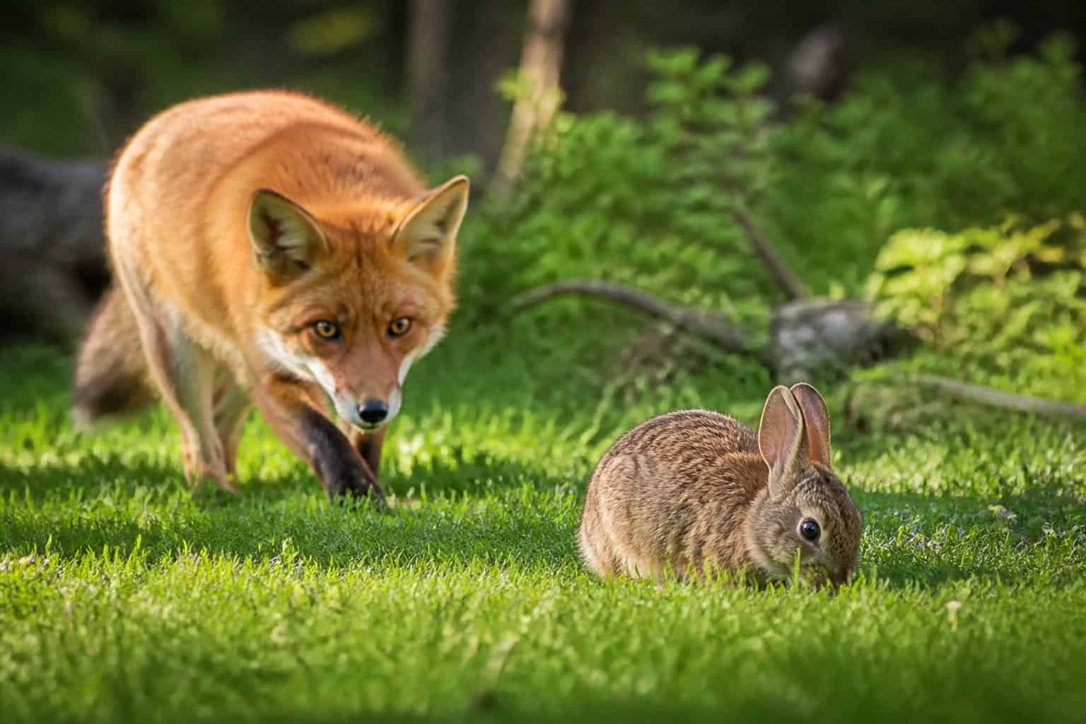 A red fox cautiously approaching a wild rabbit in a forest clearing with trees and sunlight in the background.