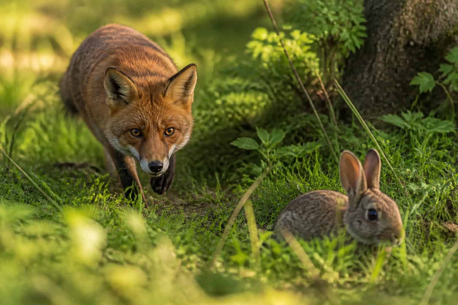 A red fox quietly approaching a rabbit in a forest clearing surrounded by green plants and sunlight.