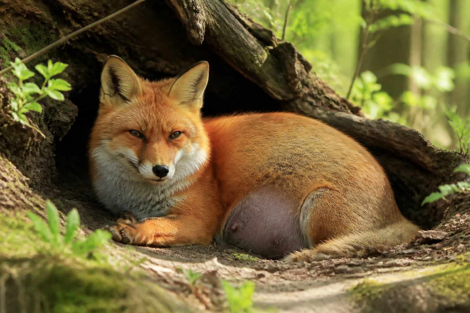 An adult fox resting peacefully in a forest den surrounded by green plants and soft natural light.