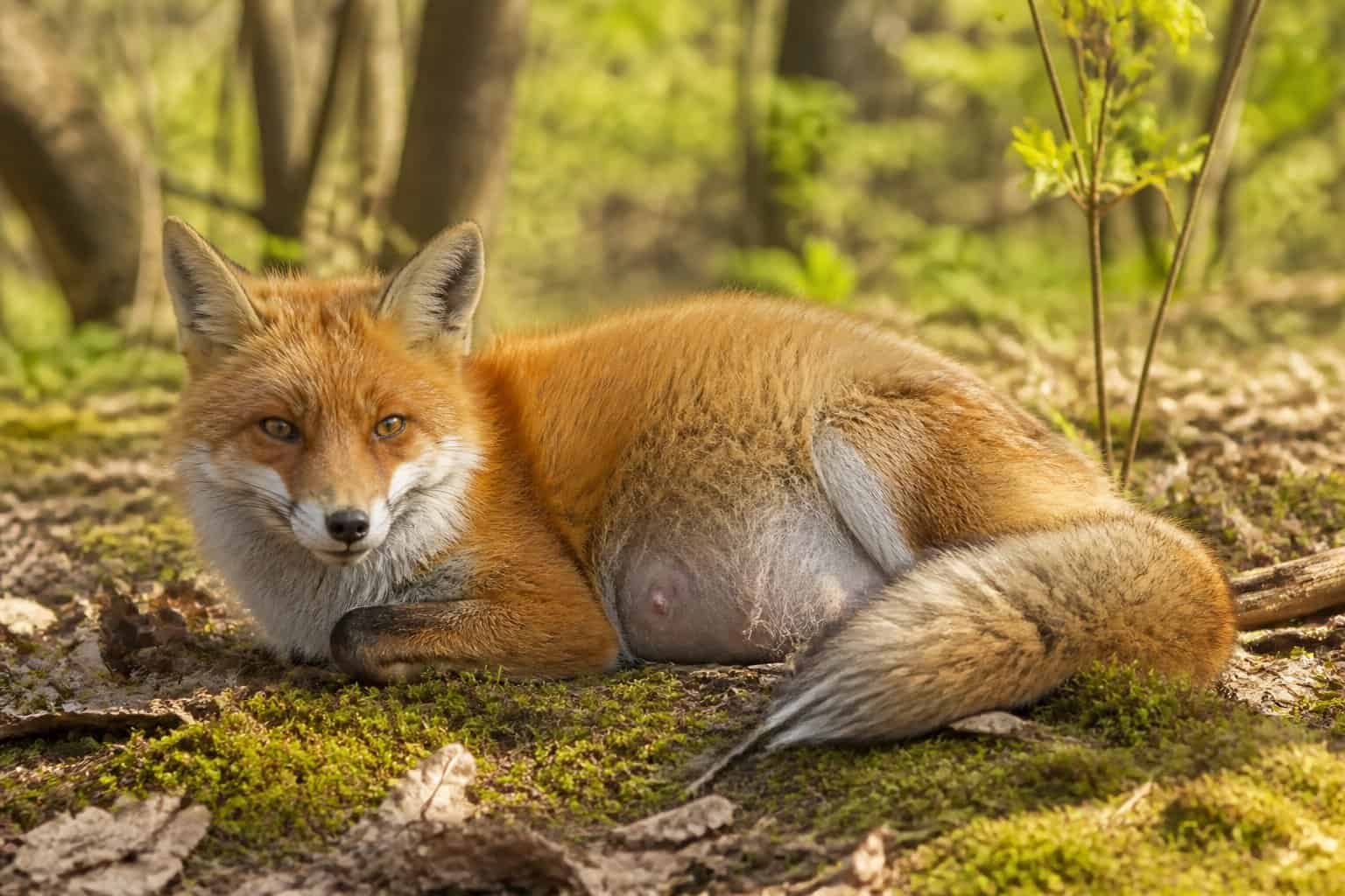 A red fox resting in a forest with a slightly rounded belly, surrounded by green moss and trees.
