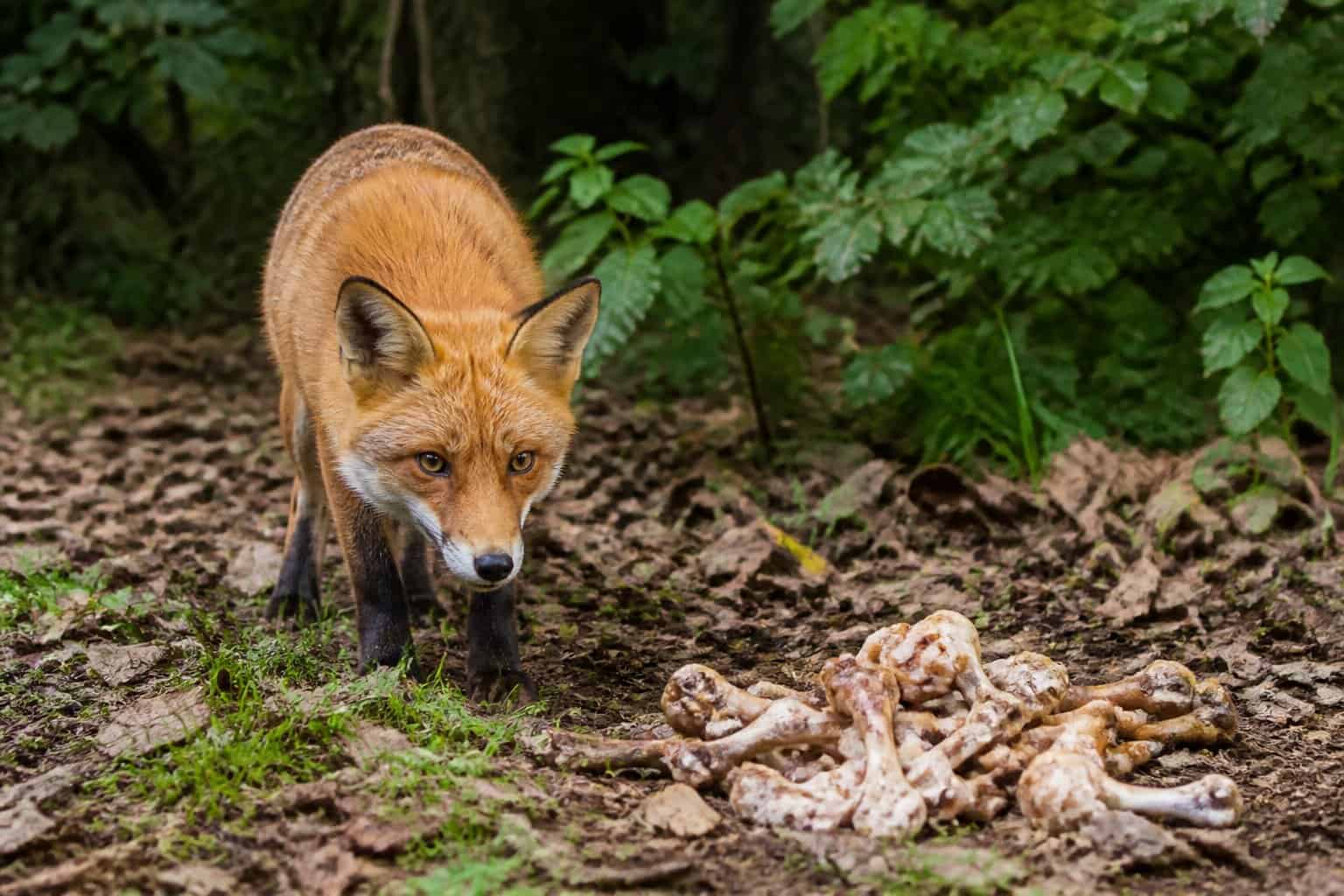 A fox cautiously approaching a pile of chicken bones in a forest clearing surrounded by green foliage.