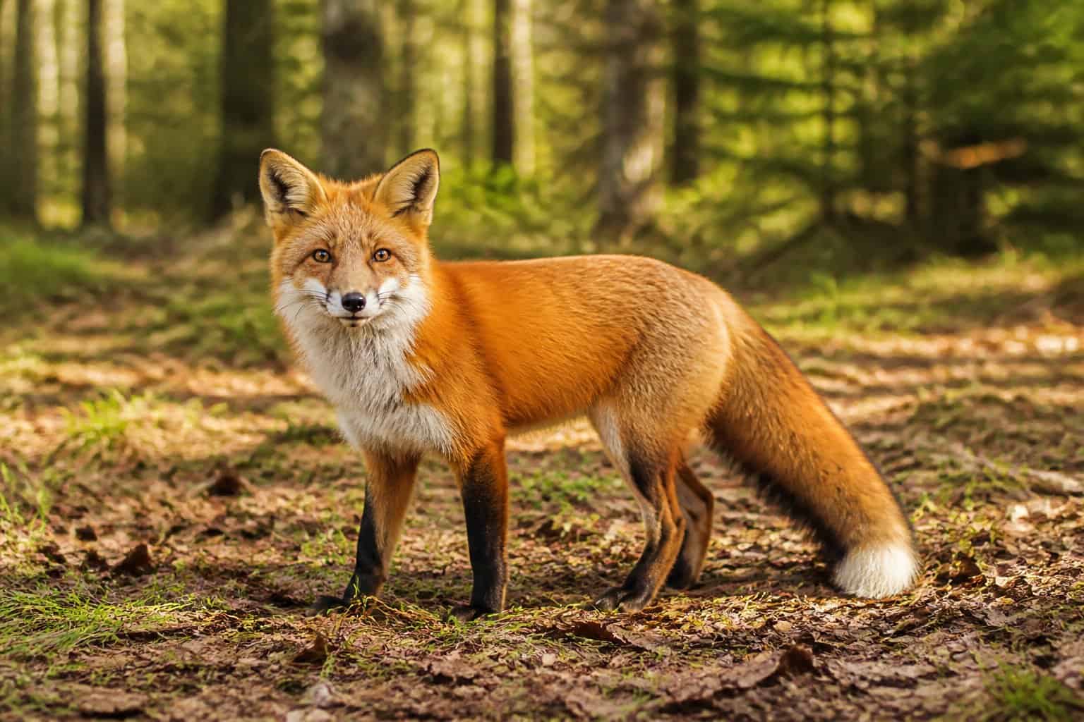 A single fox standing on a forest floor with trees and sunlight in the background.