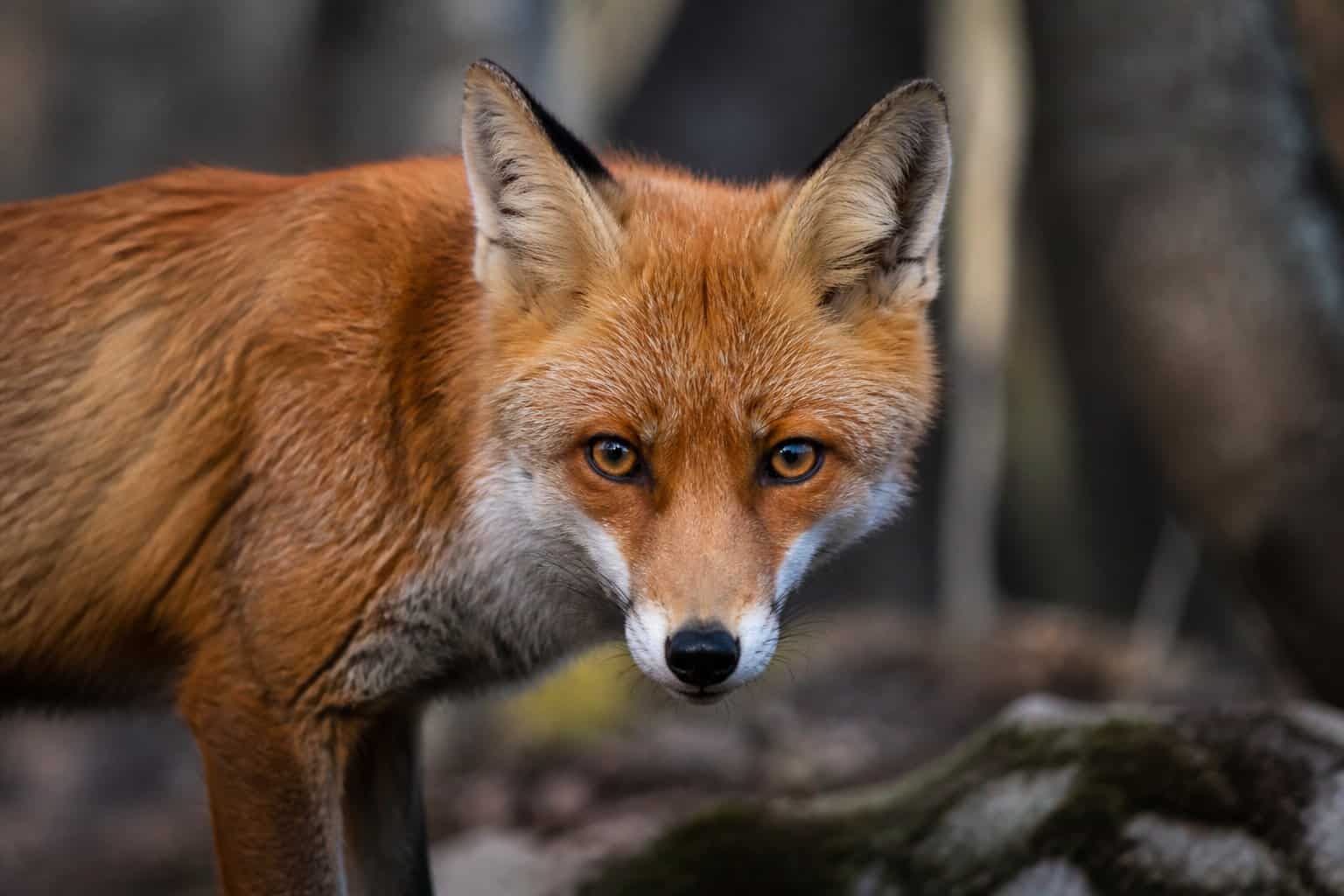 Close-up of a red fox standing alert in a forested area.