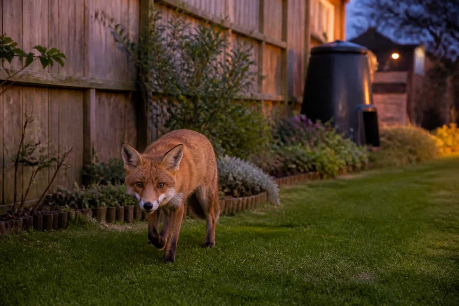 A wild fox cautiously approaching near a wooden fence in a suburban backyard at dusk.