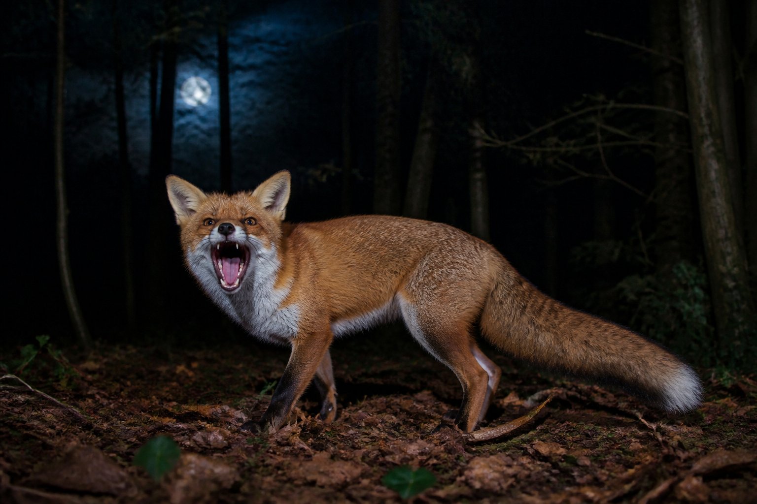 A fox in a dark UK forest at night with its mouth open as if screaming.