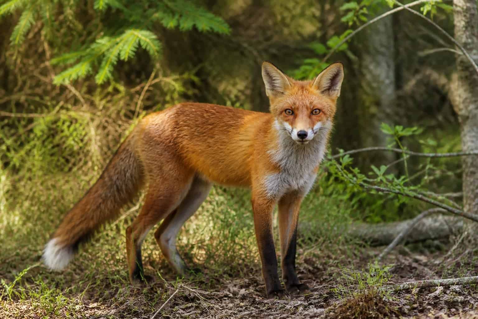 A red fox standing alert in a sunlit forest surrounded by green foliage.