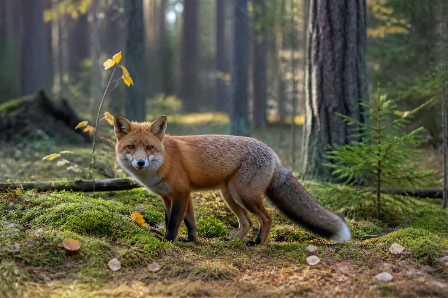 A wild Russian fox standing alert in a forest with pine trees and autumn leaves on the ground.