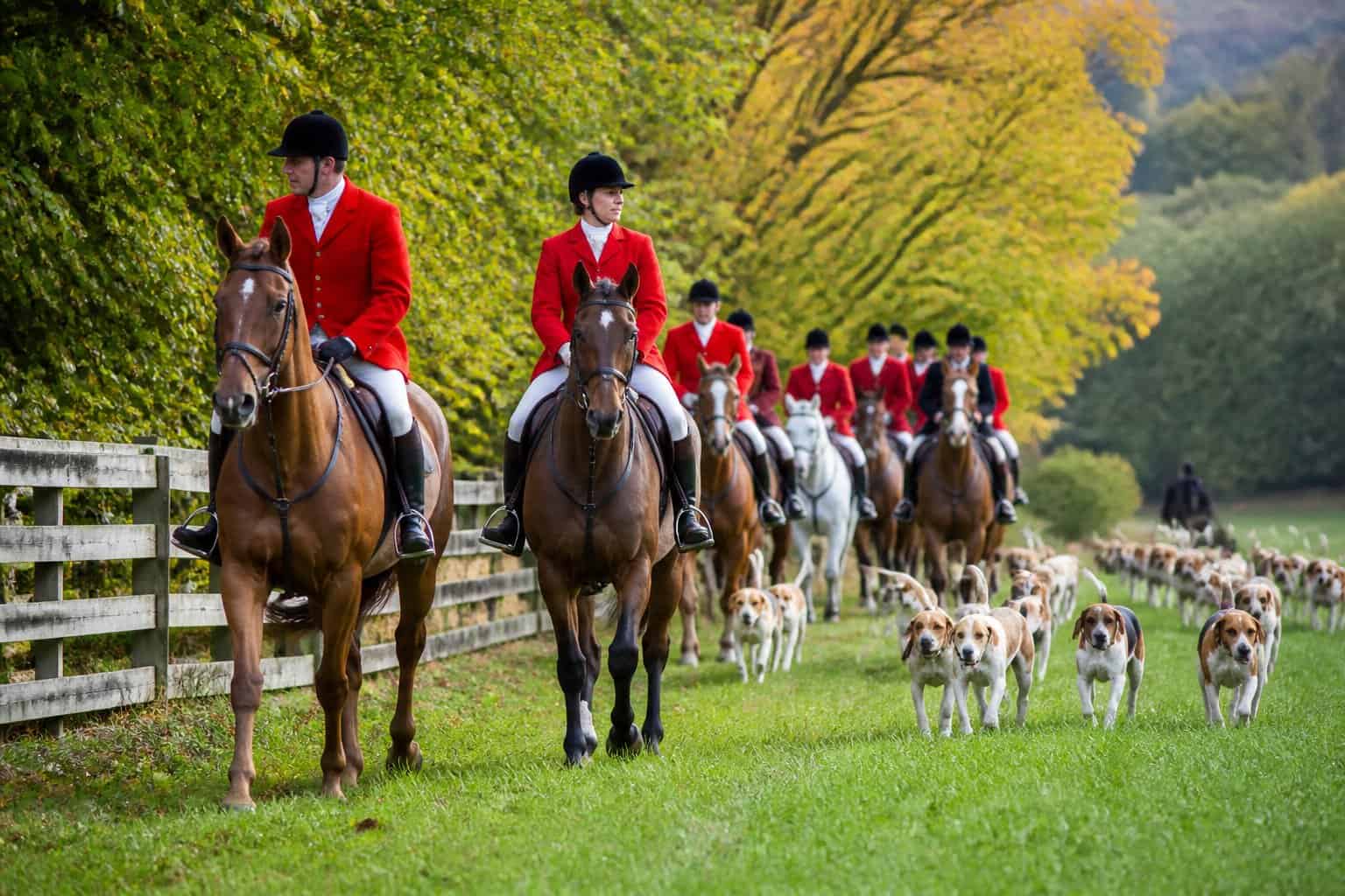 Riders in traditional fox hunting attire on horseback with hounds running in a green countryside field.