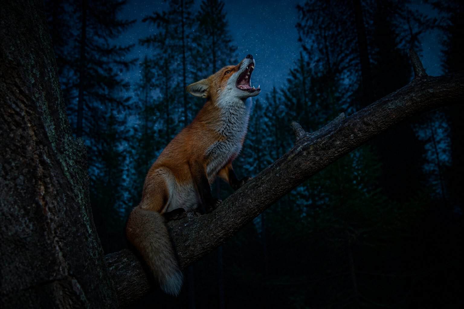 A red fox perched on a tree branch at night with its mouth open as if screaming, surrounded by a dark forest under a starry sky.