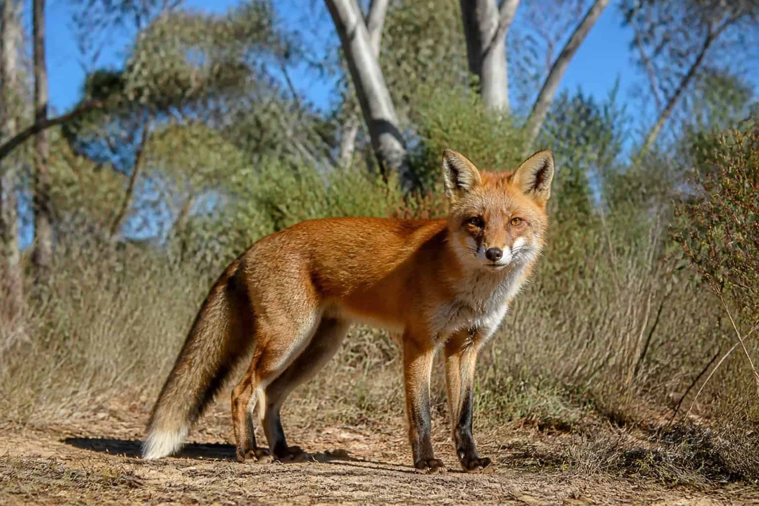 Is There Fox In Australia? Range, Impact And Control Is There Fox In Australia? Range, Impact And Control