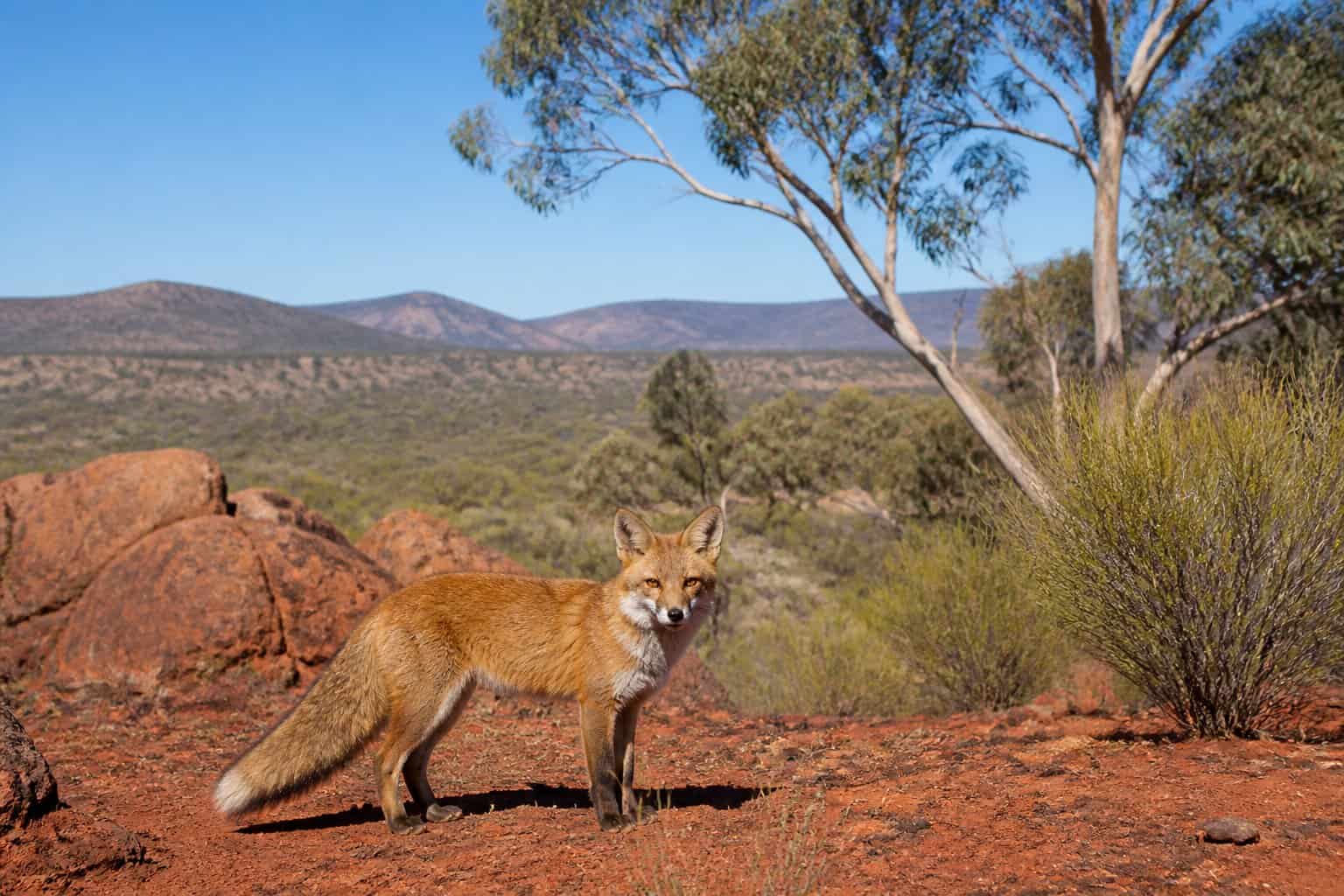 A red fox standing on reddish soil among eucalyptus trees and dry grasses in an Australian bush landscape under a clear sky.