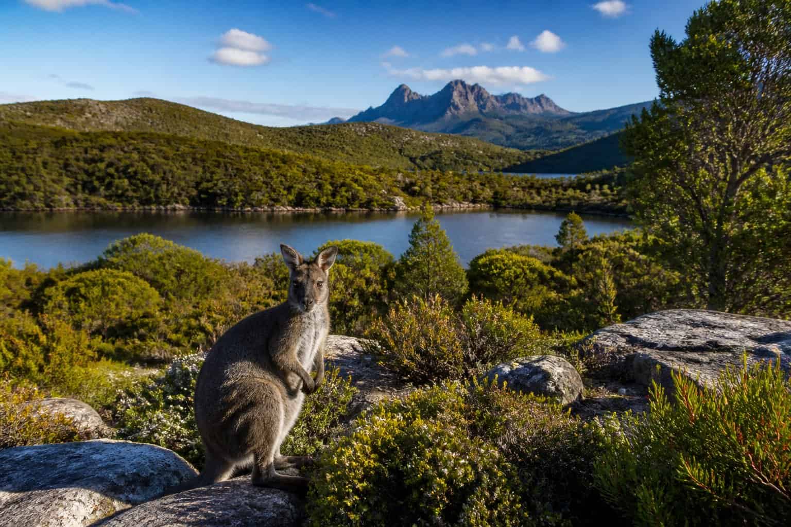 A bright and clear view of Tasmania's green forests and hills with native animals like wallabies and Tasmanian devils in a natural setting.