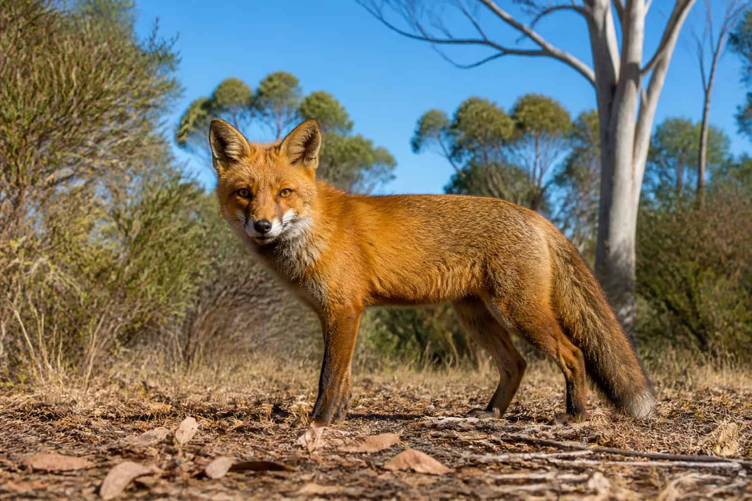 A red fox standing alert in Australian bushland with native trees and dry grass around.