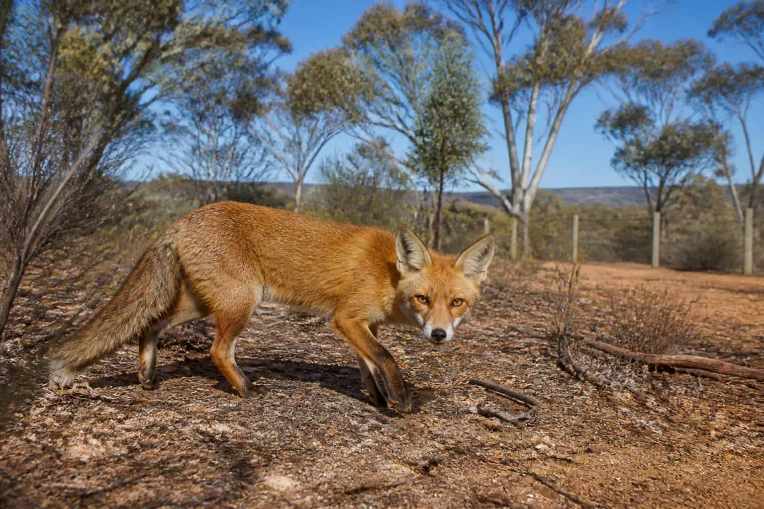 A wild fox walking through dry Australian bushland with eucalyptus trees and shrubs under a clear sky.