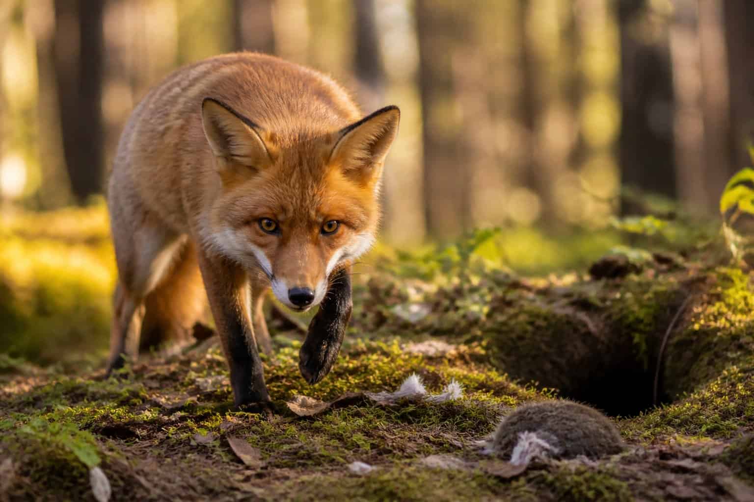 A red fox standing alert on a forest floor surrounded by trees and sunlight.