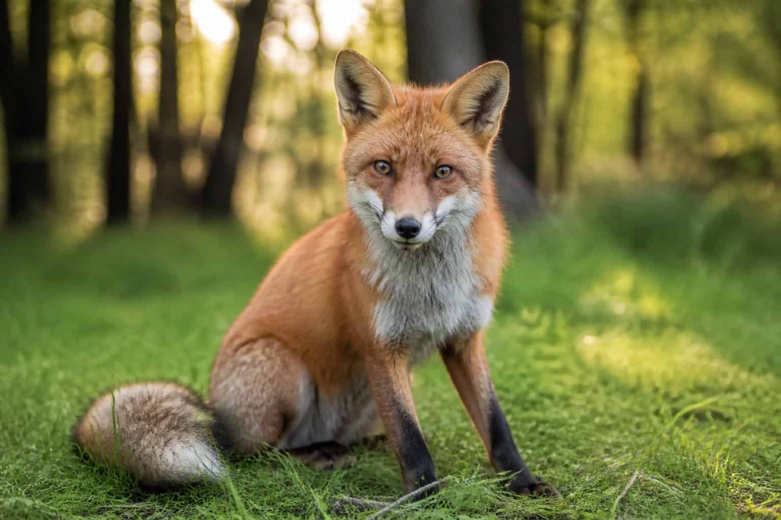 Will Foxes Ever Become Domesticated? What Science Says Will Foxes Ever Become Domesticated? What Science Says