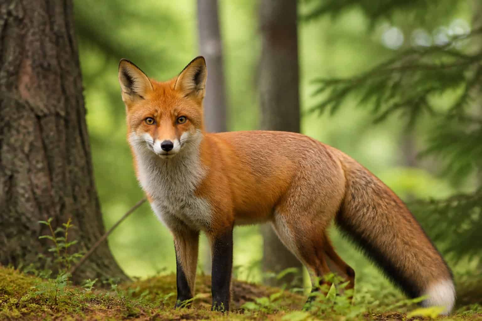 A wild fox standing alert in a green forest with sunlight filtering through the trees.