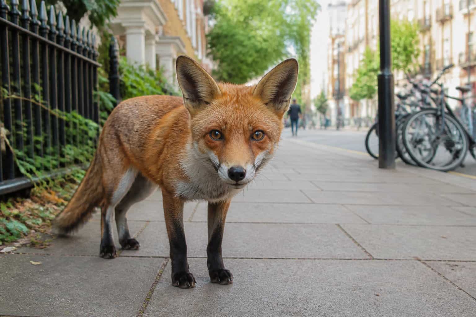 A close-up of an urban fox standing on a city sidewalk with buildings and greenery in the background.