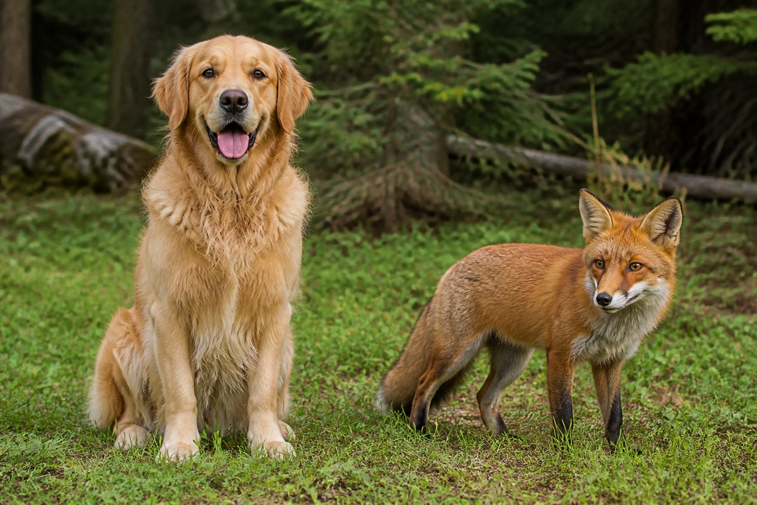 A dog sitting calmly next to a standing fox in a green forest clearing.