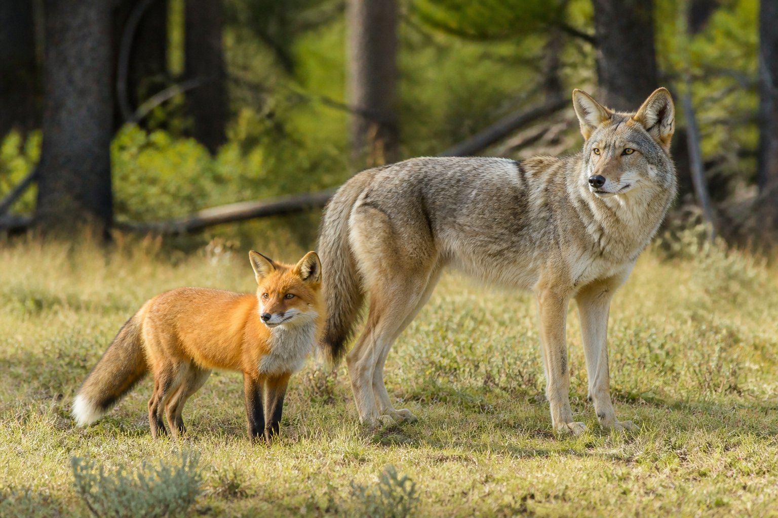 A red fox and a coyote standing near each other in a natural outdoor setting with trees and grass.
