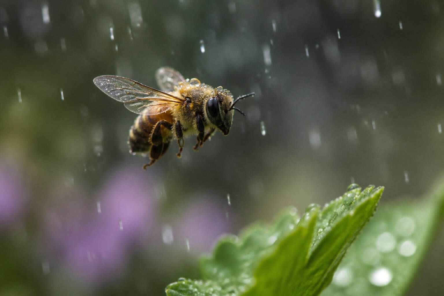 A close-up of a bee flying with raindrops falling around it above green leaves.