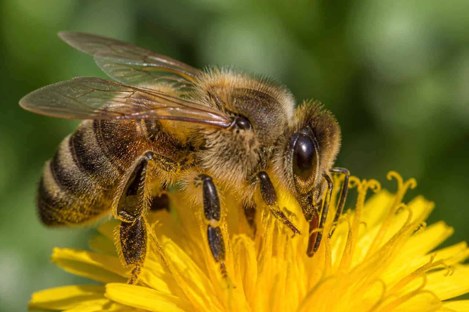 Do Bees Have Knees? Anatomy And Idiom Explained Do Bees Have Knees? Anatomy And Idiom Explained