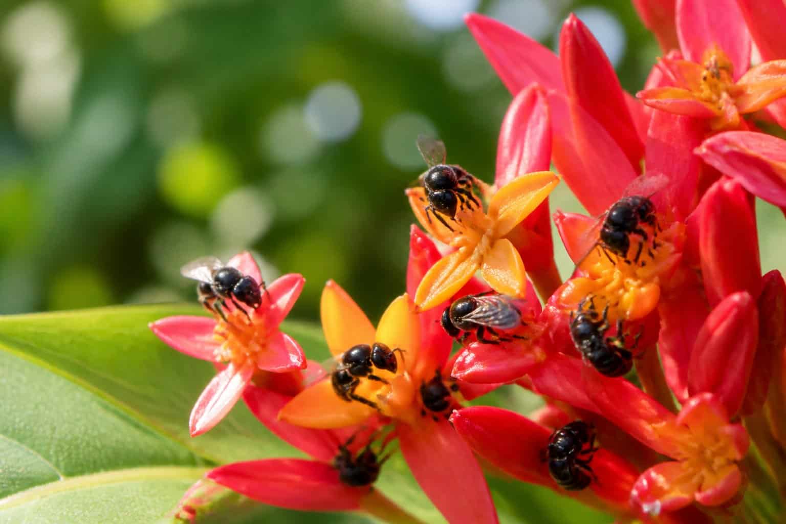What Are The Bees That Don’t Sting? Key Types Explained What Are The Bees That Don’t Sting? Key Types Explained