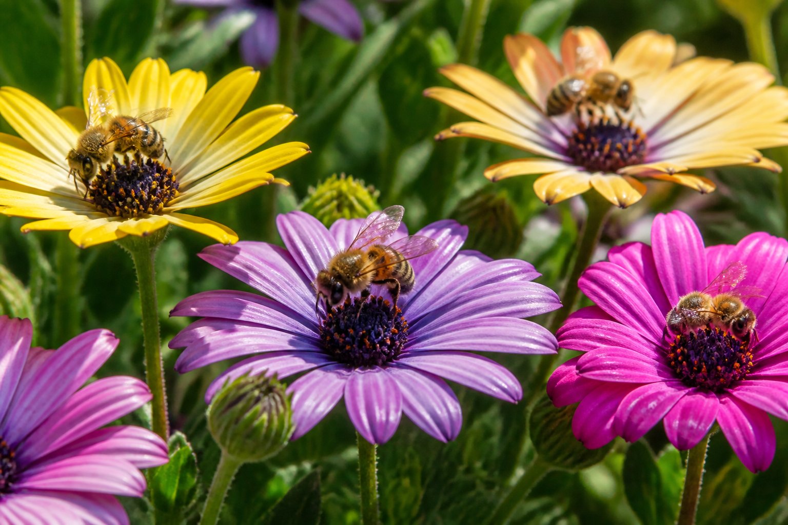 Close-up of small garden bees calmly collecting nectar from colorful flowers in a green garden.