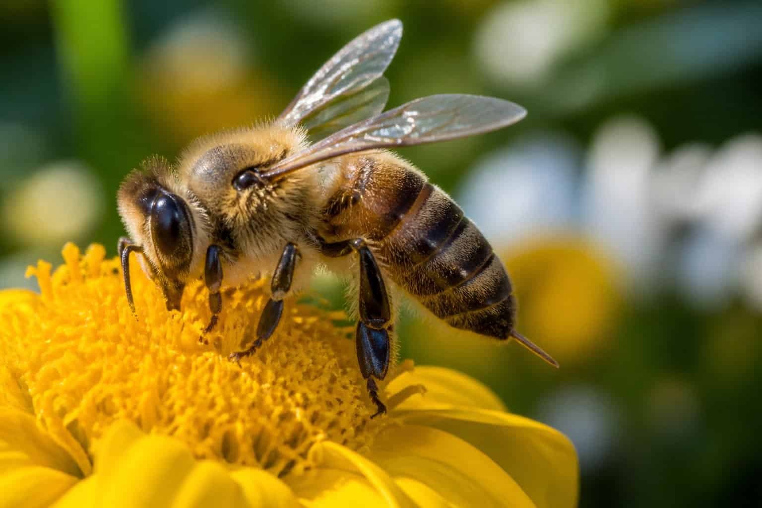 Close-up of a honeybee on a yellow flower showing its stinger.
