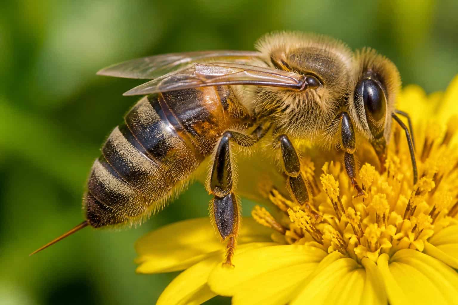 Close-up of a honeybee on a yellow flower with green foliage in the background.