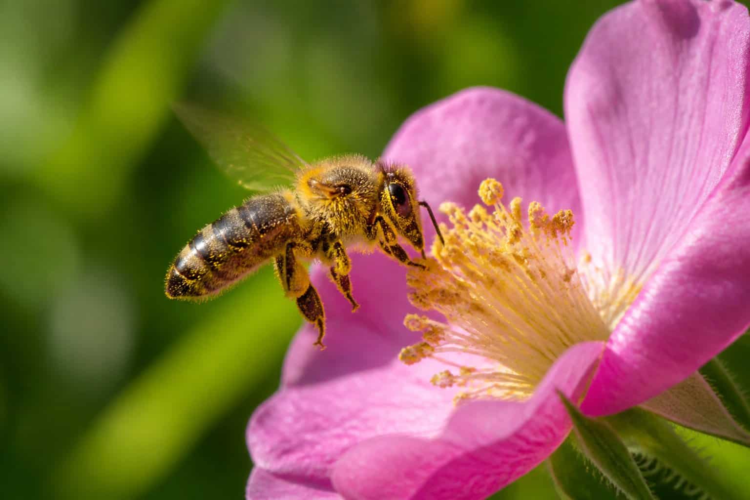 A close-up of a bee collecting pollen from a colorful flower surrounded by green foliage.