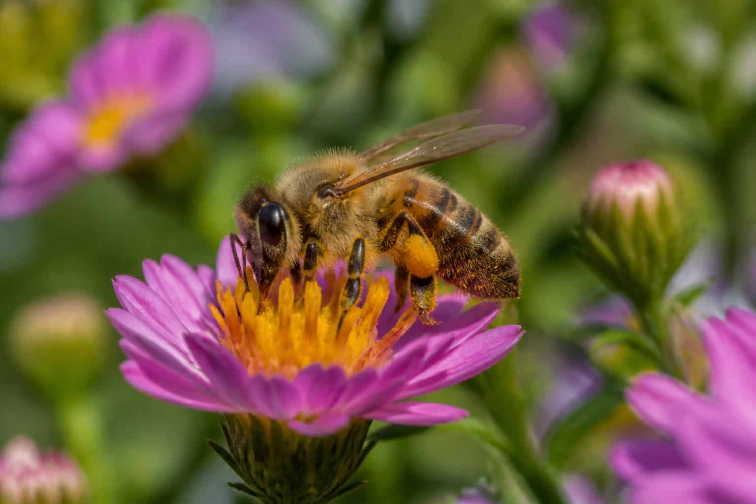 A bee collecting pollen from colorful flowers in a natural outdoor setting with green plants around.