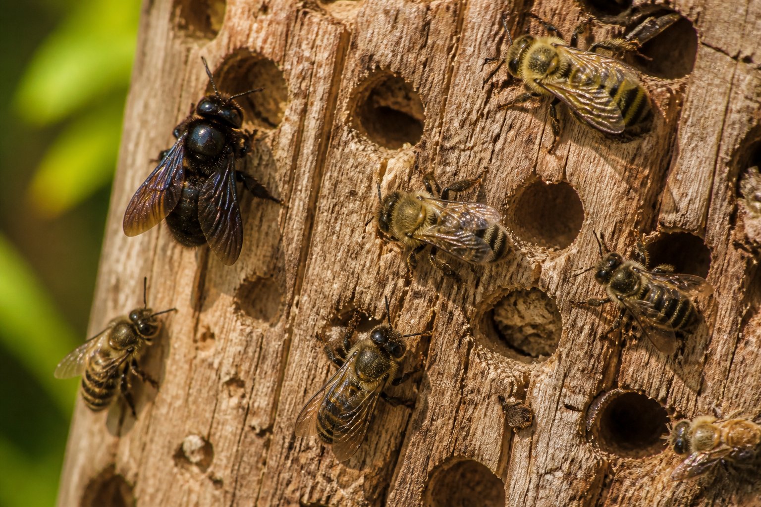 Close-up of bees burrowing into a wooden surface with visible small holes in the wood.