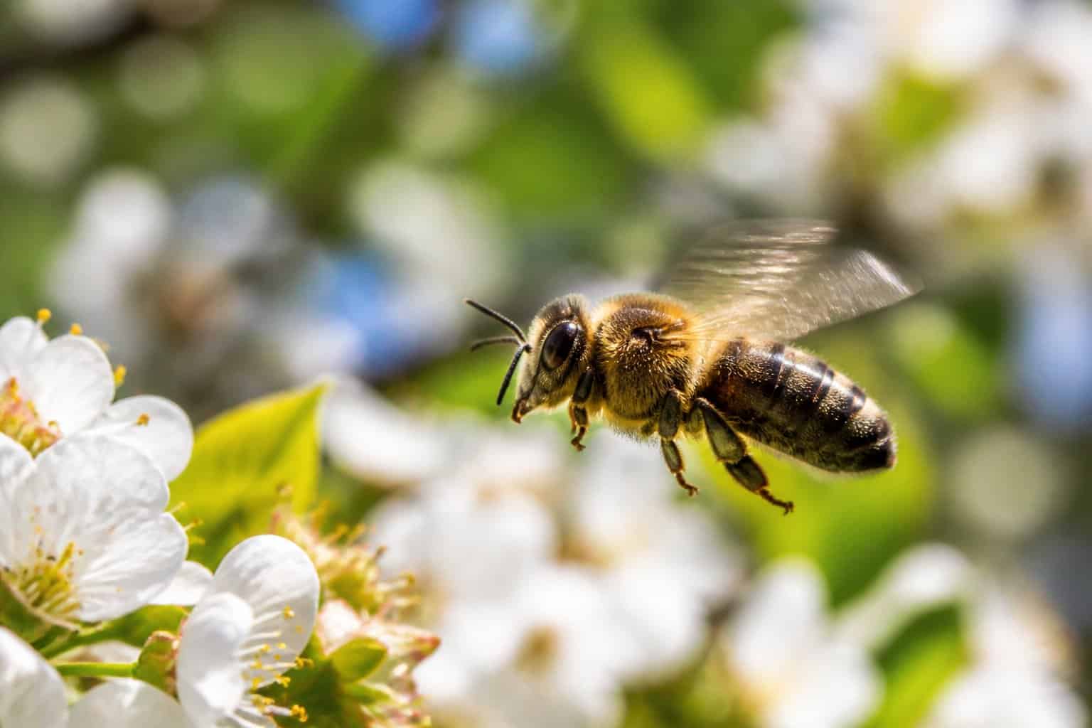 Close-up of a bee flying over flowers with its wings in motion.