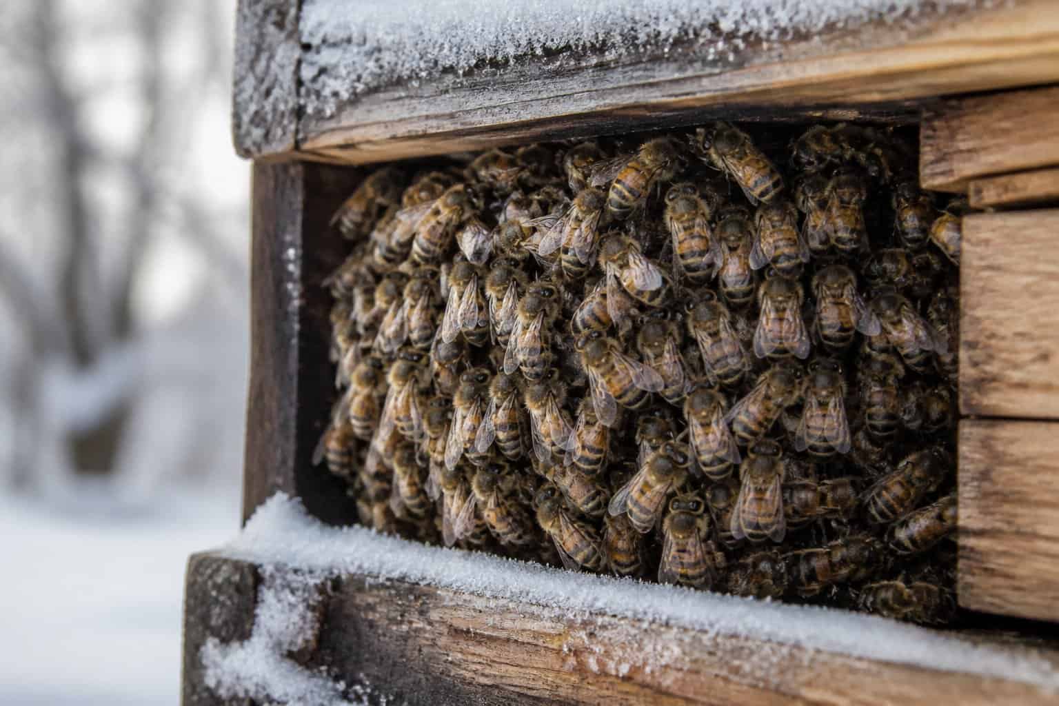 A close-up of bees clustered together inside a wooden hive surrounded by snow.