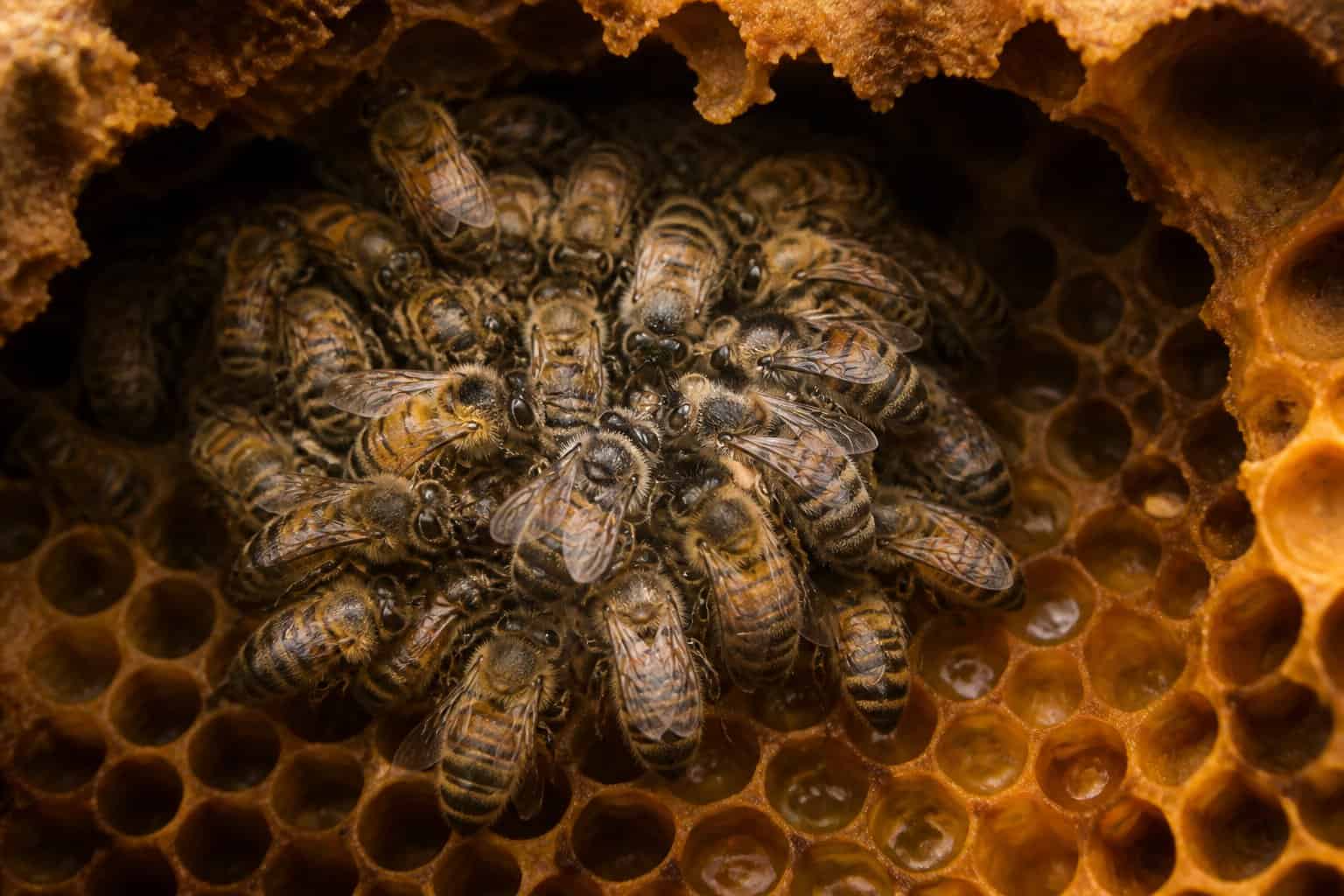 A close-up of honeybees clustered together on honeycomb cells filled with honey inside a dark beehive during winter.