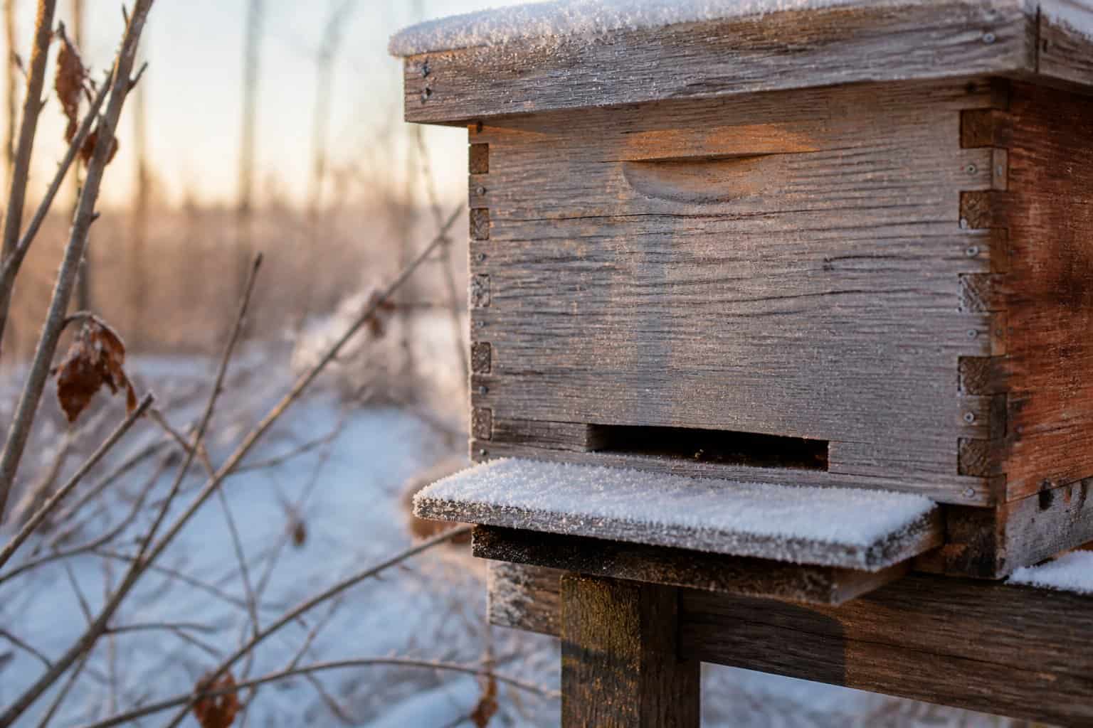 A close-up of a snow-covered wooden beehive surrounded by bare branches and dry leaves in winter.