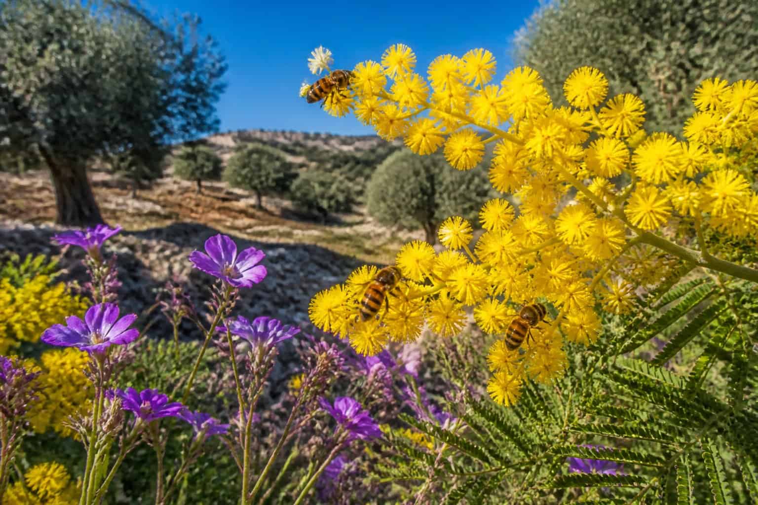 Honeybees collecting nectar from colorful wildflowers in a sunlit Mediterranean landscape with olive trees and rocky terrain.