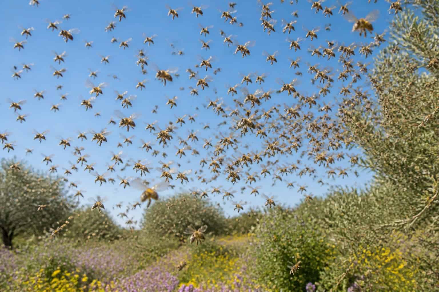 A large swarm of bees flying over flowering plants and olive trees under a clear blue sky.
