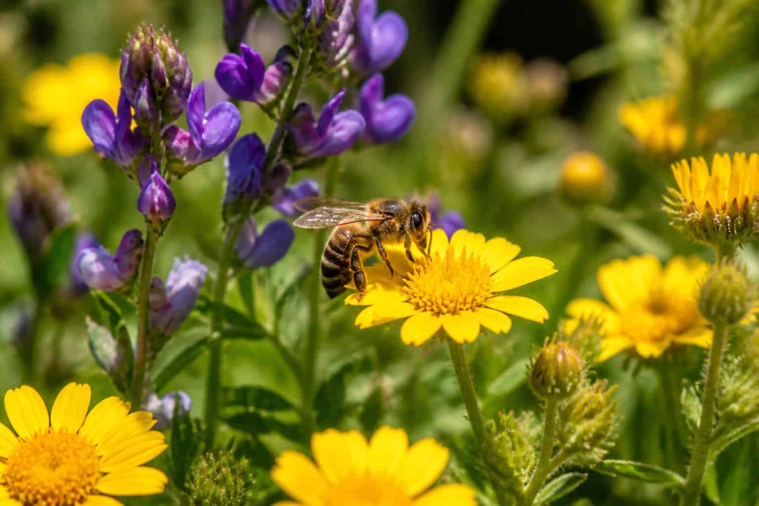 Close-up of a honeybee collecting nectar from colorful wildflowers in a sunny meadow.