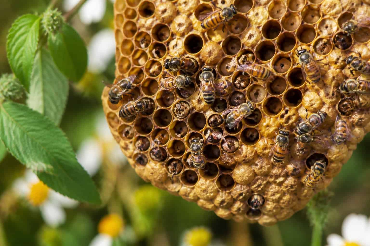 Close-up of bees inside a honeycomb, some appearing stuck, surrounded by green leaves and flowers.