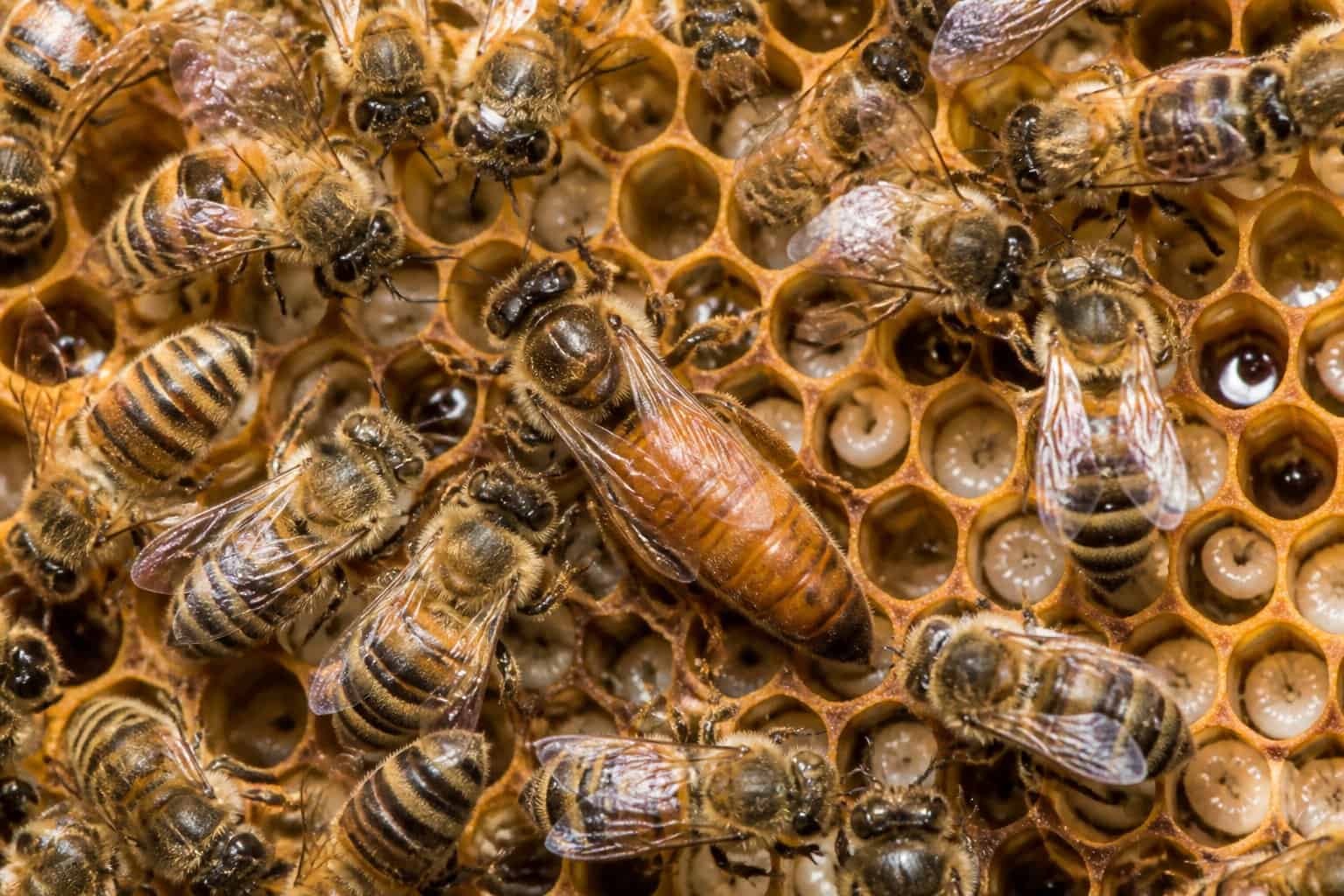 Close-up of a honeybee hive showing a queen bee among worker bees on honeycomb cells.
