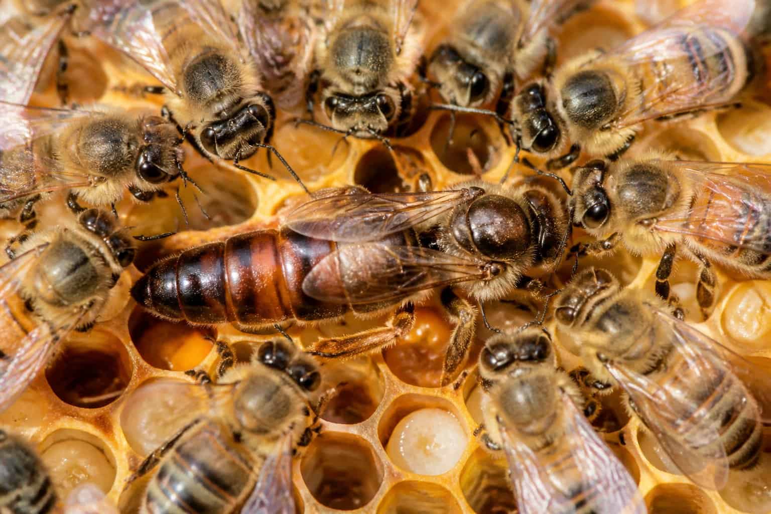 Close-up of a queen bee surrounded by worker bees inside a honeycomb filled with honey and larvae.