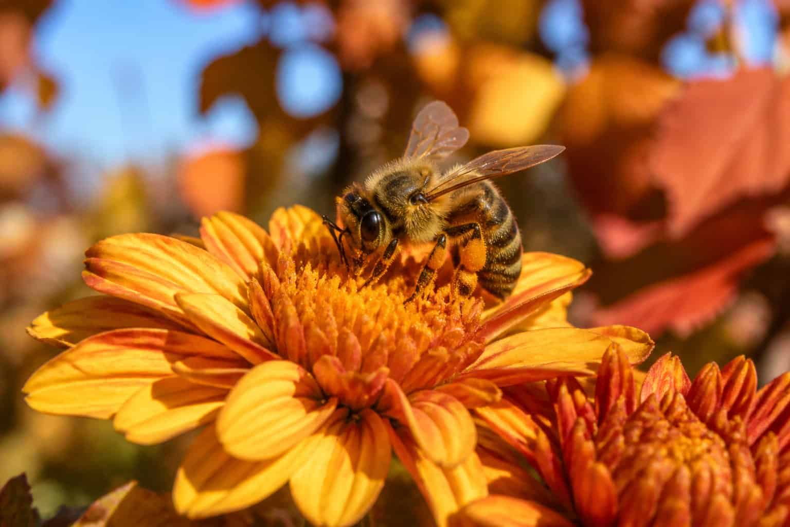 Is It Normal For Bees To Be Out In November? What It Means Is It Normal For Bees To Be Out In November? What It Means