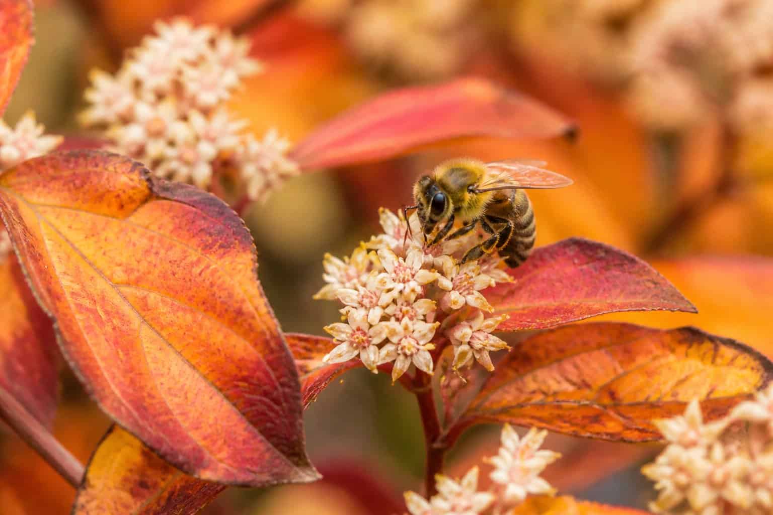 A bee collecting nectar from autumn flowers surrounded by colorful fall leaves.